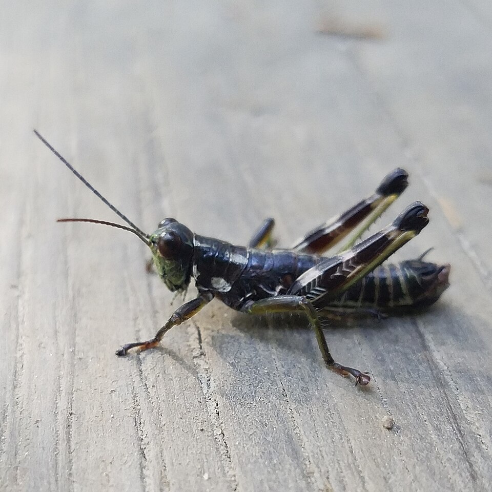 Photo of Wingless mountain grasshopper