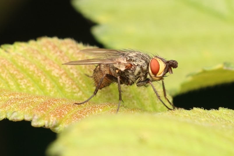 Photo of Winsome fly