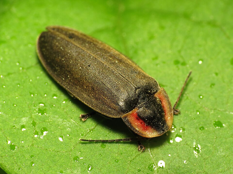 Photo of Winter firefly
