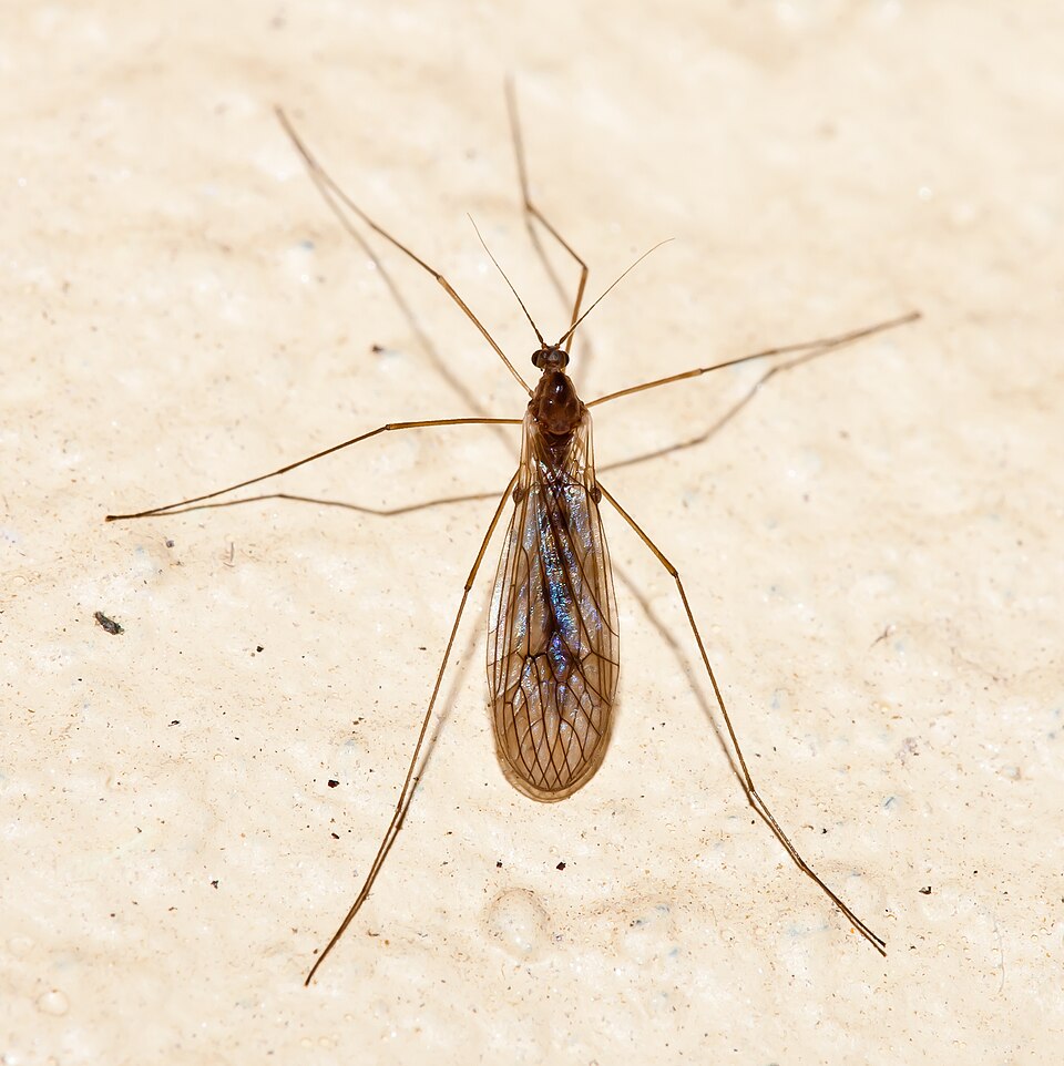 Photo of Winter gnat