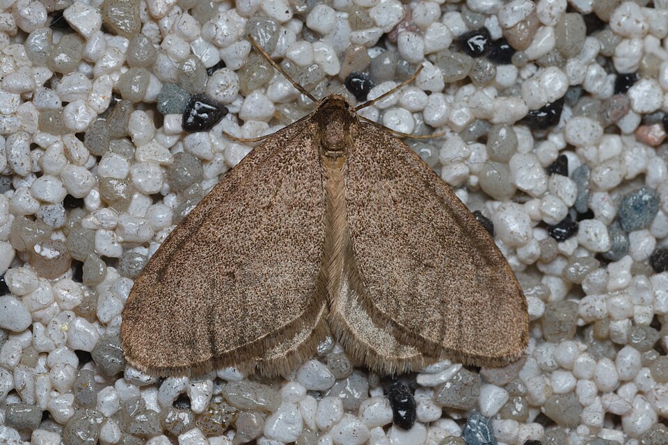Photo of Winter moth