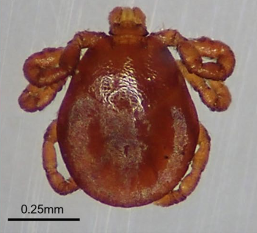 Photo of Winter tick