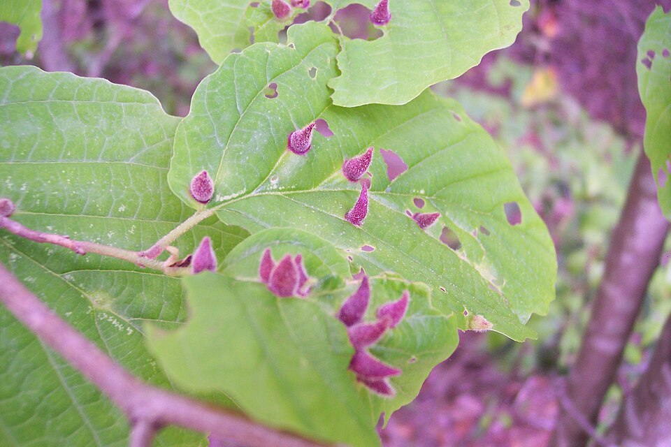 Photo of Witch-hazel cone gall aphid