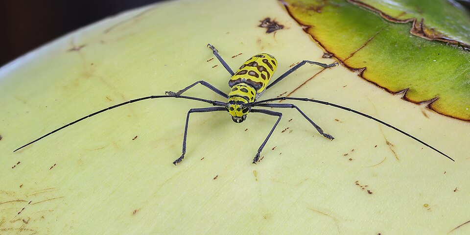 Photo of Wood crane longhorn-beetle