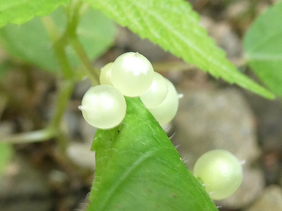 Photo of Wood nettle gall midge