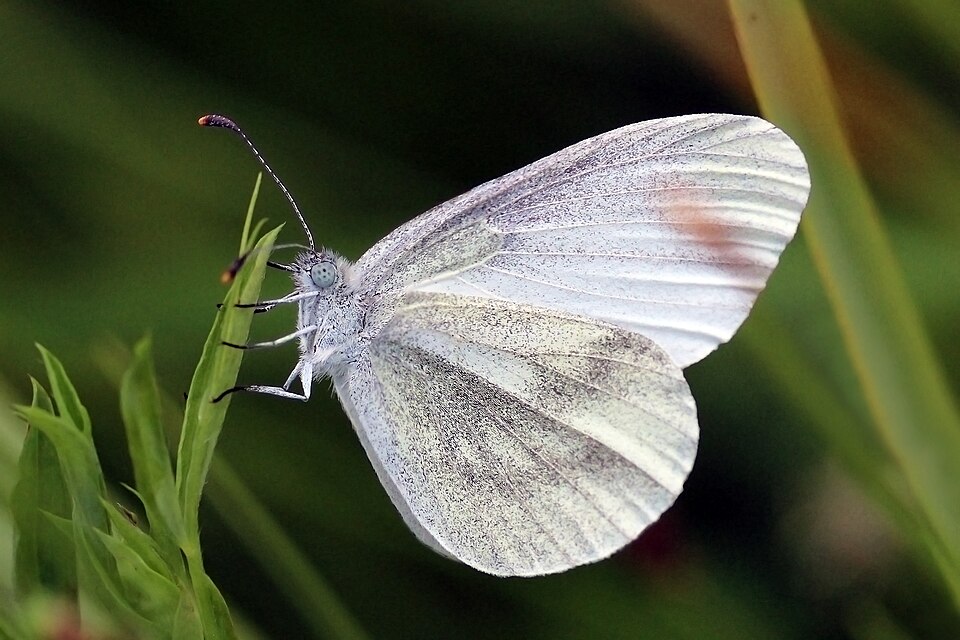 Photo of Wood white