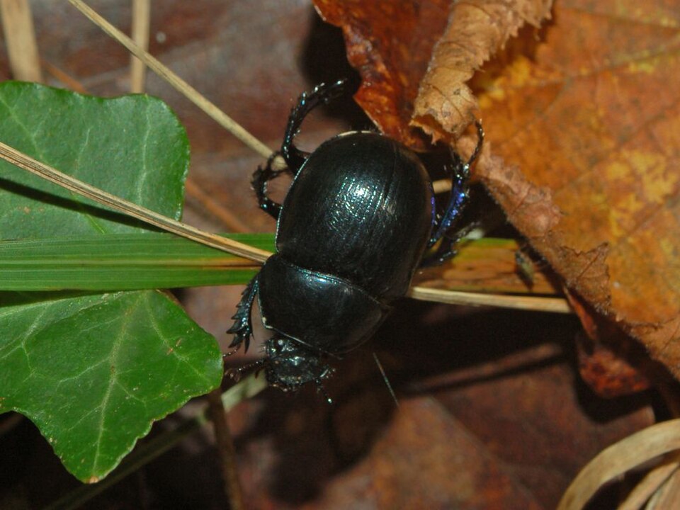 Photo of Woodland dor beetle