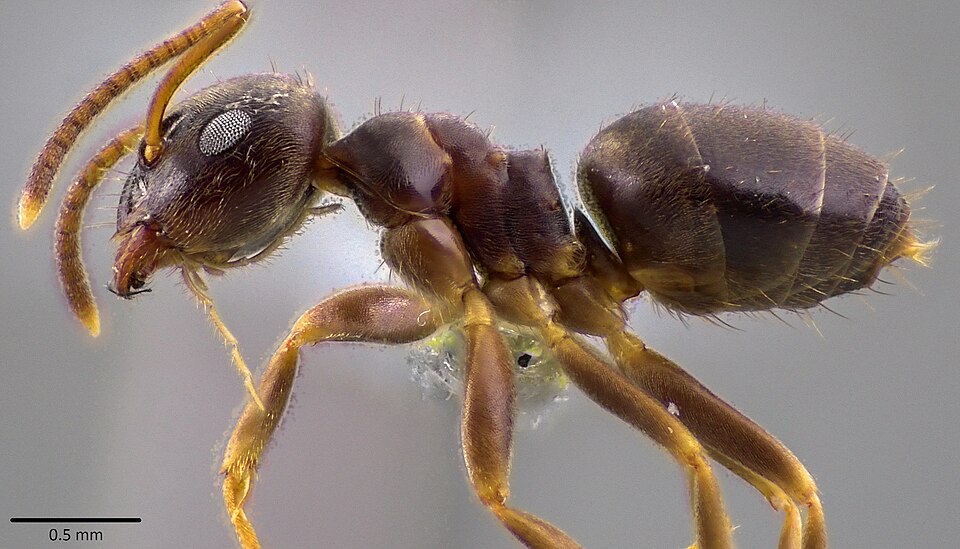 Photo of Woodland fuzzy ant