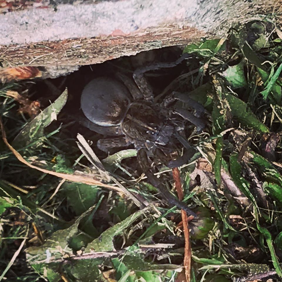 Photo of Woodland giant wolf spider