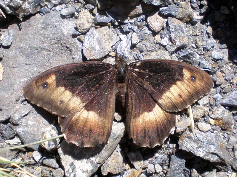 Photo of Woodland grayling