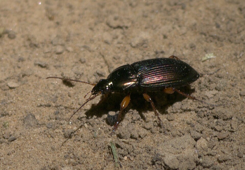 Photo of Woodland ground beetle