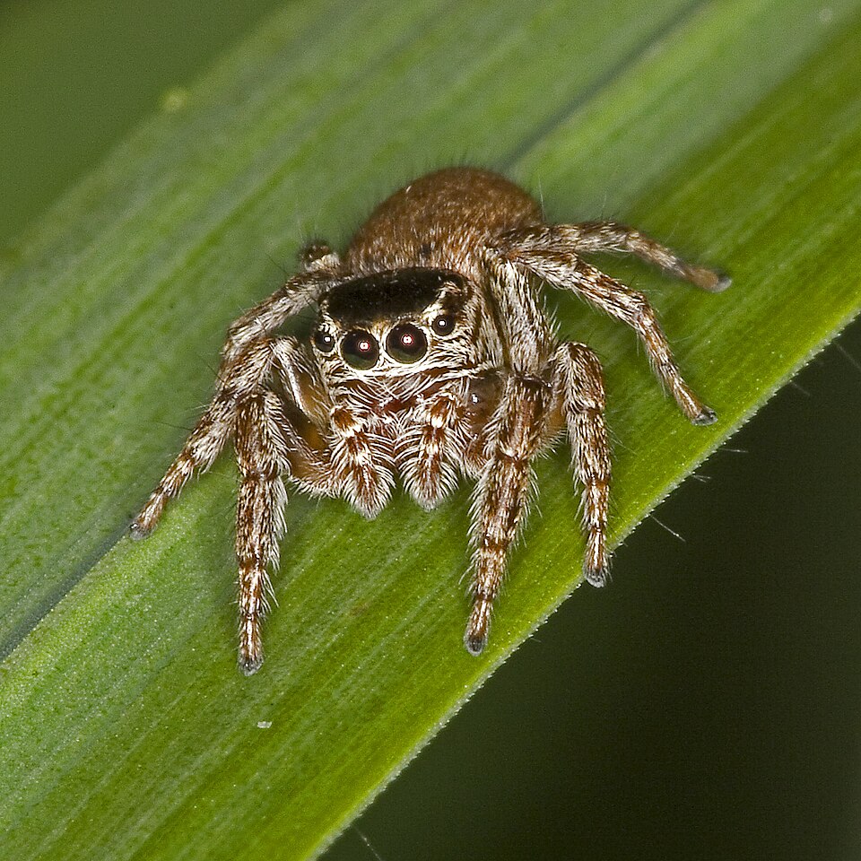 Photo of Woodland jumping spider