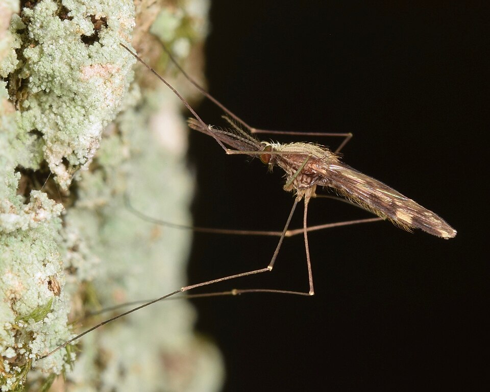 Photo of Woodland malaria mosquito
