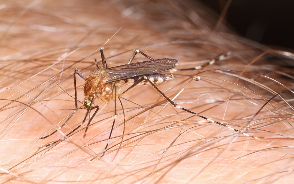 Photo of Woodland pool mosquito