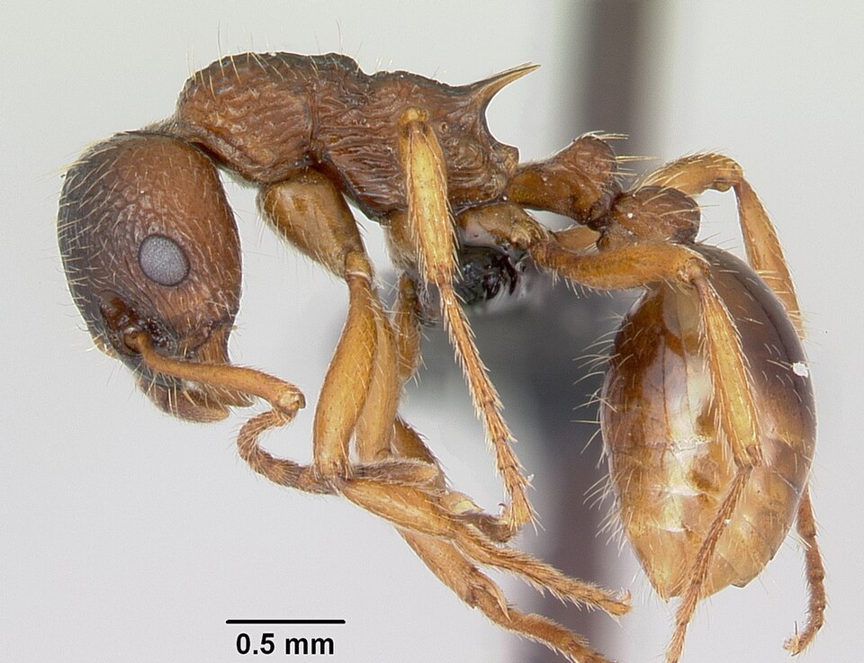Photo of Woodland red ant