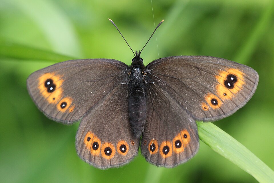 Photo of Woodland ringlet