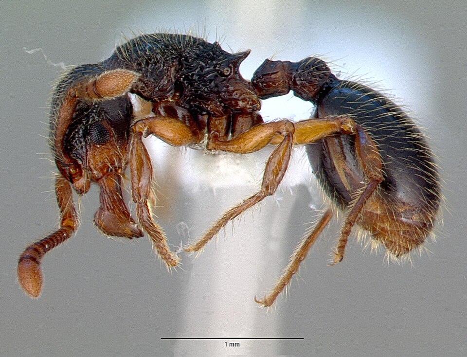 Photo of Woodlouse ant