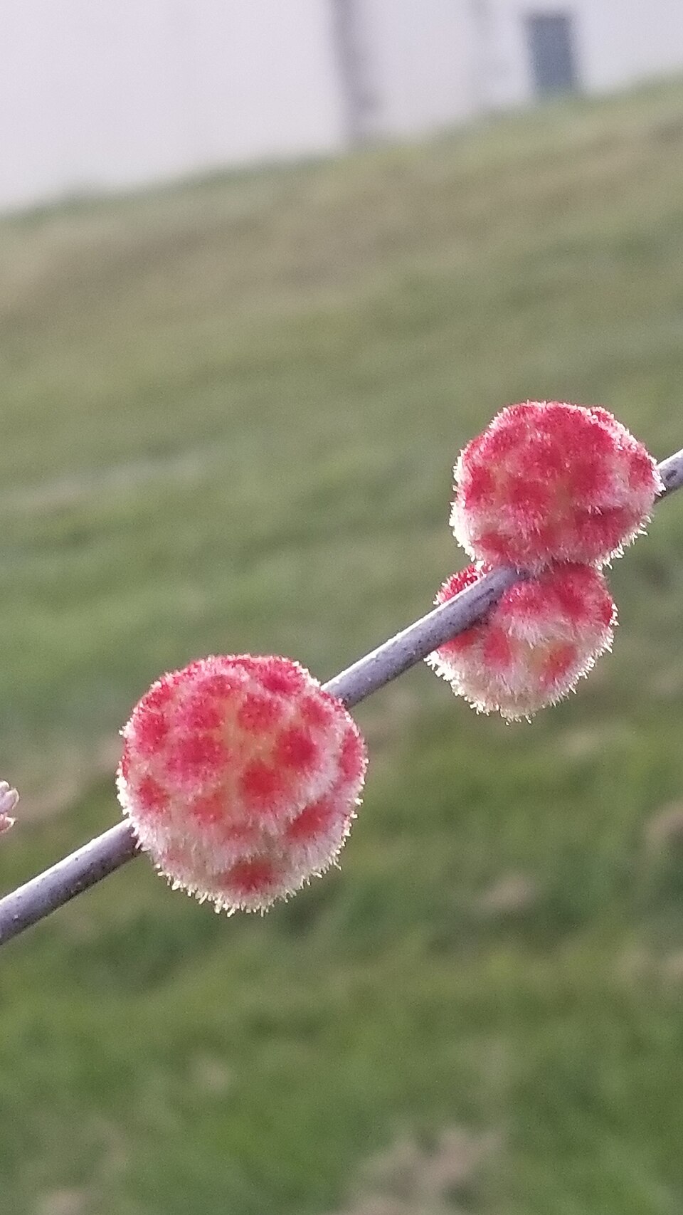 Photo of Wool sower gall wasp