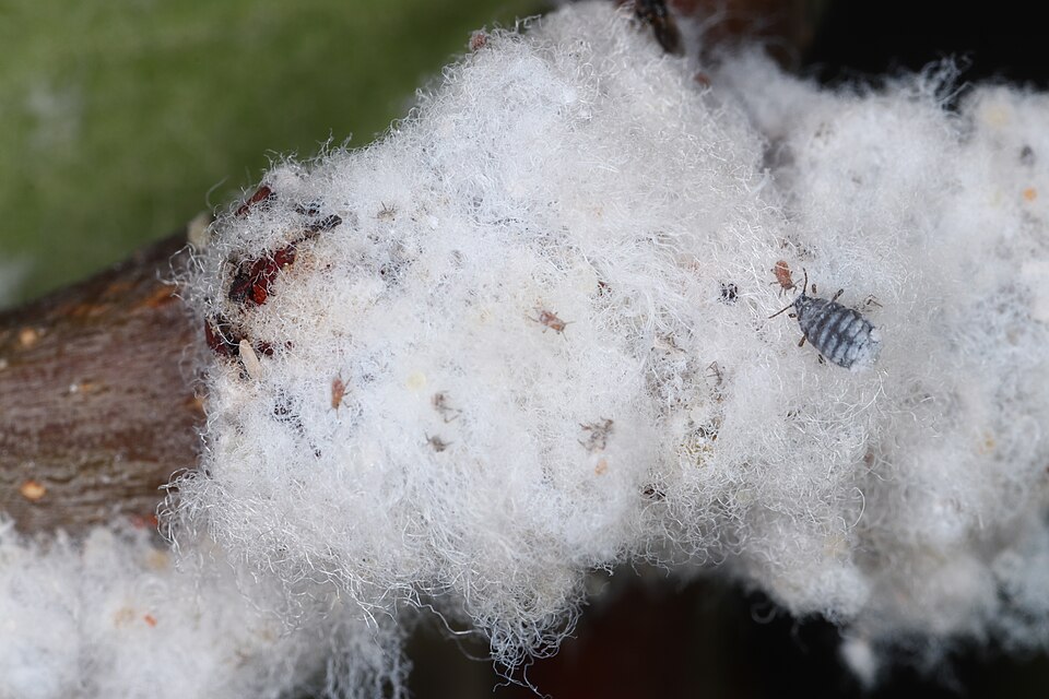 Photo of Woolly apple aphid