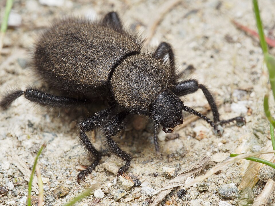 Photo of Woolly darkling beetle