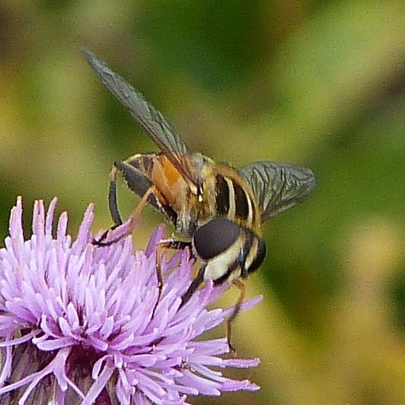 Photo of Woolly-tailed marsh fly