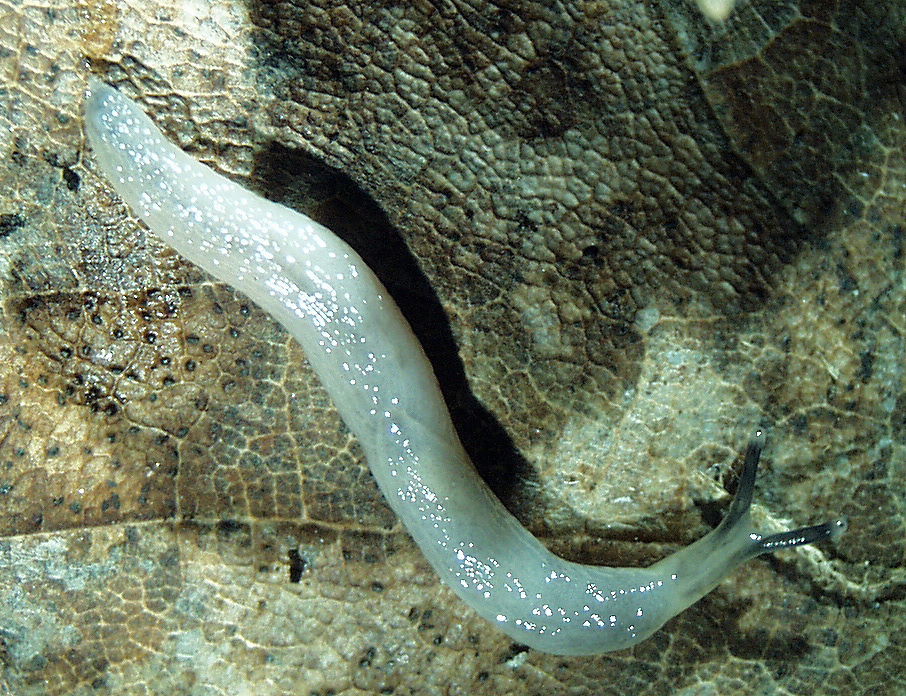 Photo of Worm slug