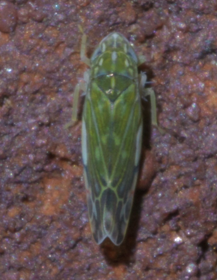 Photo of Wounded leafhopper