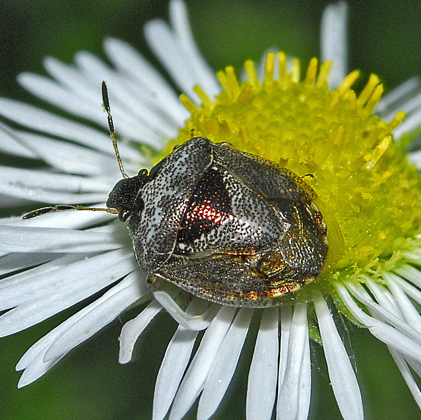 Photo of Woundwort shield bug