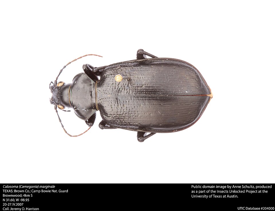 Photo of Wrinkle-winged calosoma
