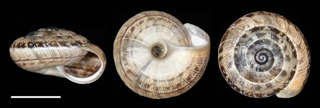 Photo of Wrinkled snail