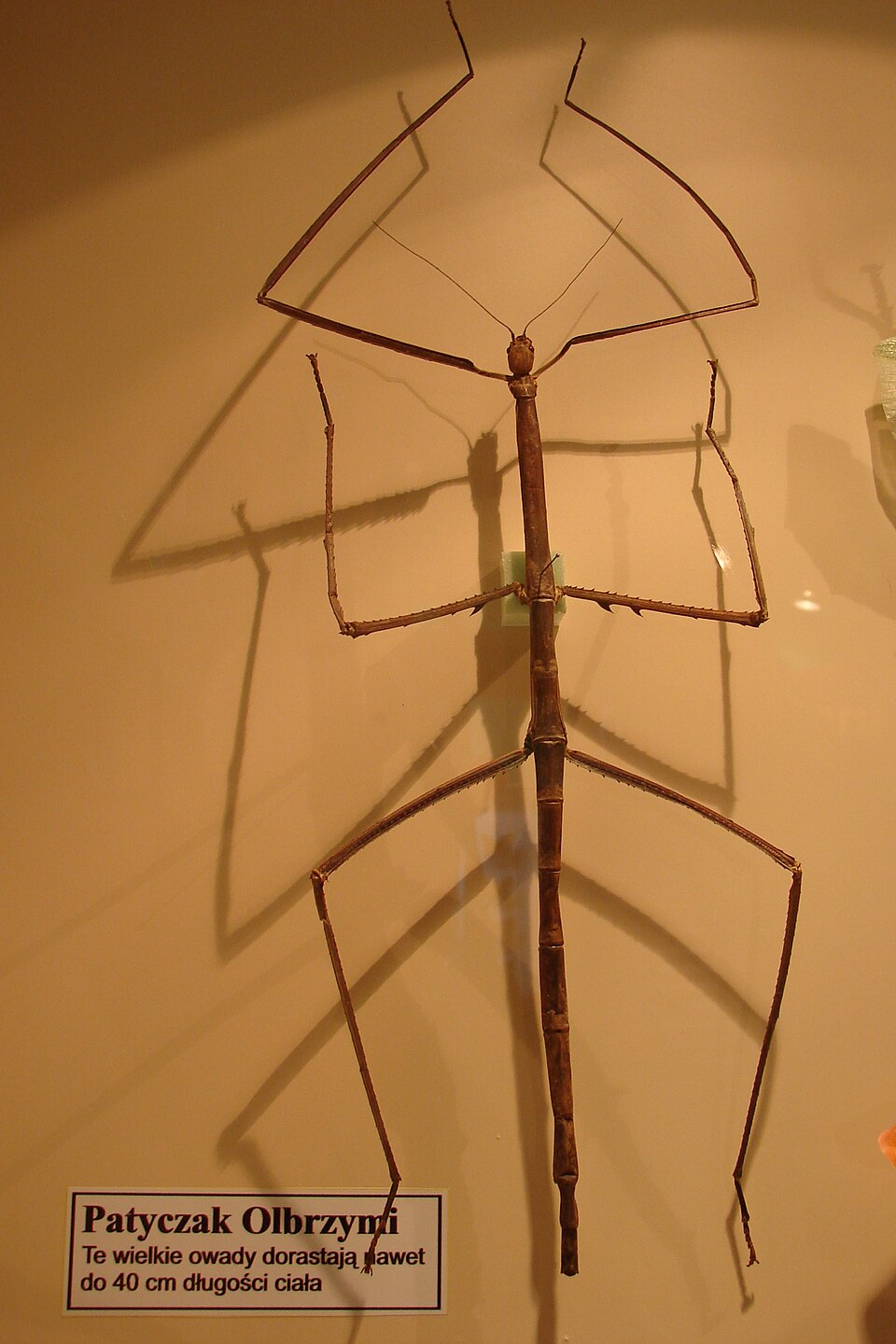 Photo of Wülfing's stick insect