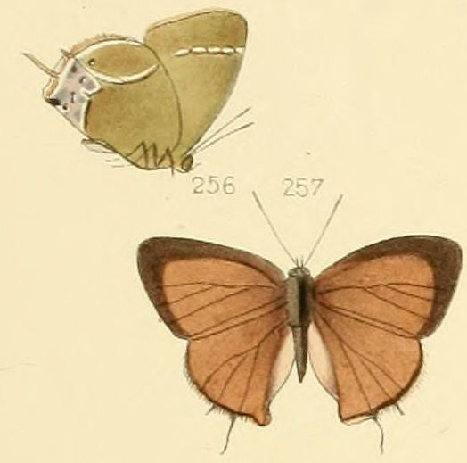 Photo of Xami hairstreak