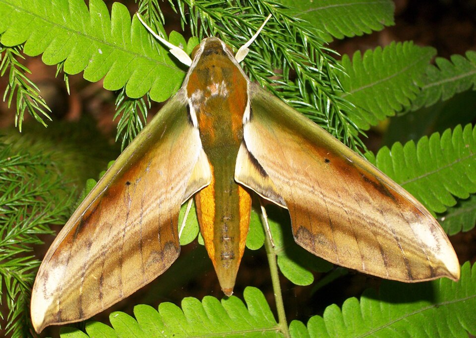 Photo of Yam hawkmoth