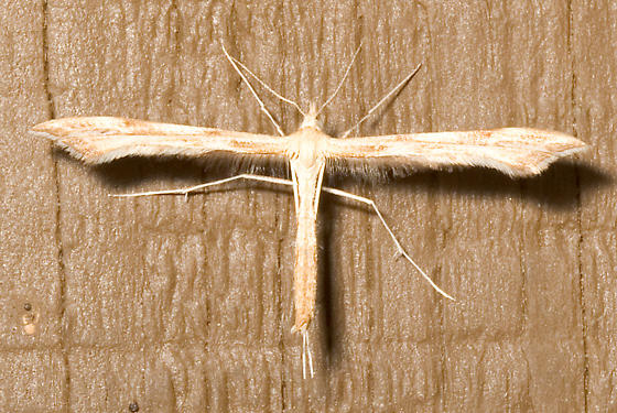 Photo of Yarrow plume moth