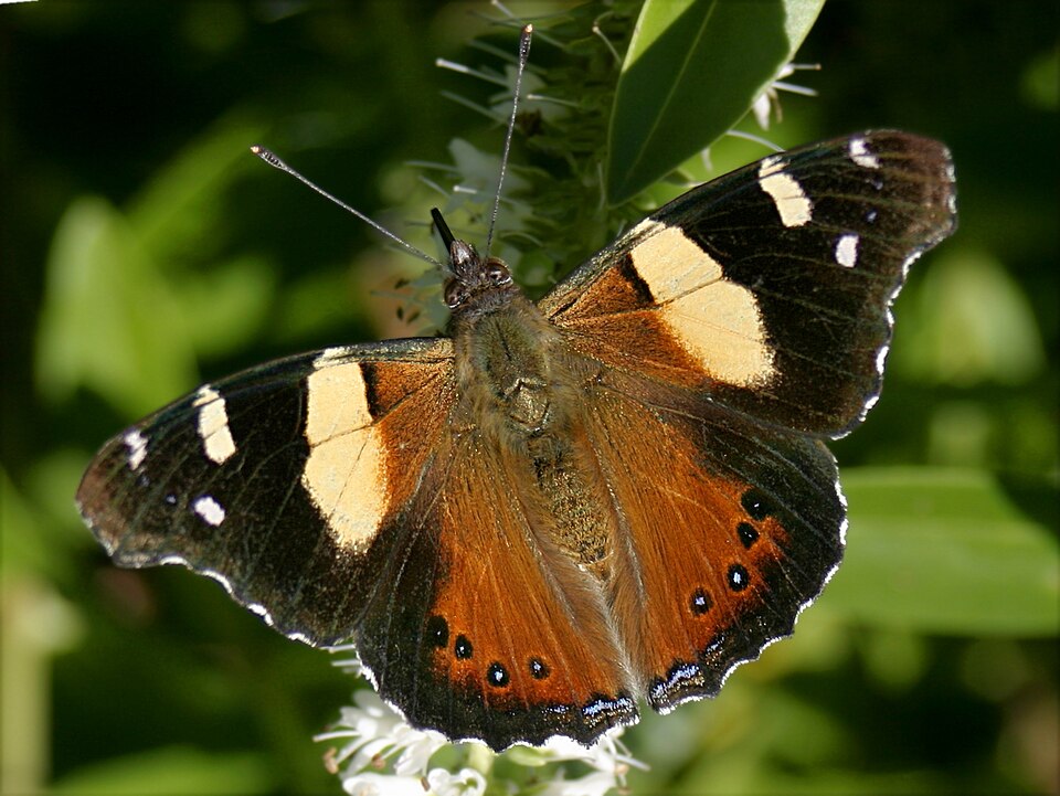 Photo of Yellow admiral