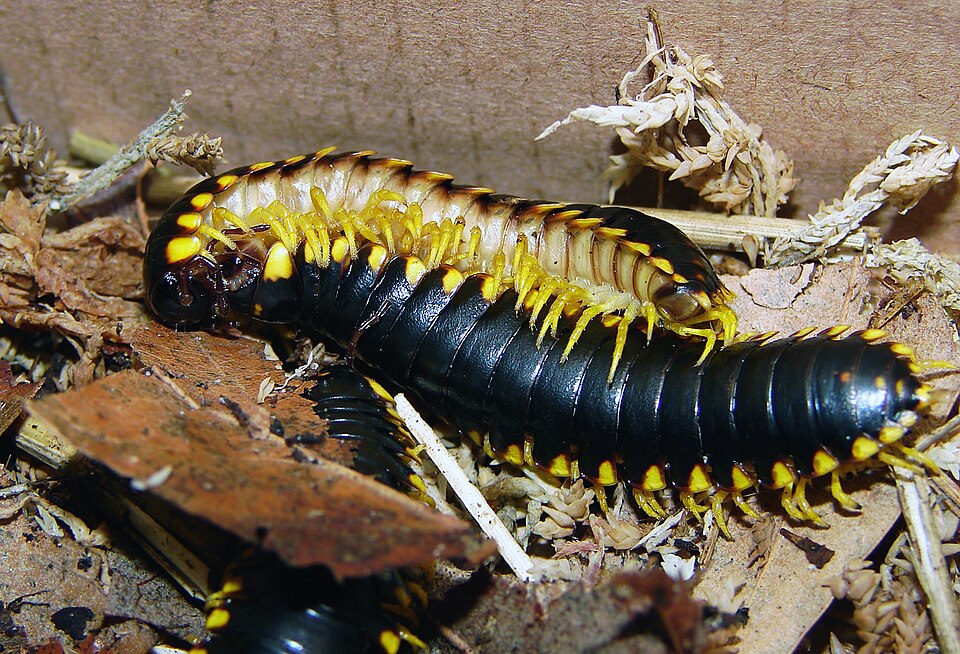 Photo of Yellow-and-black flat millipede
