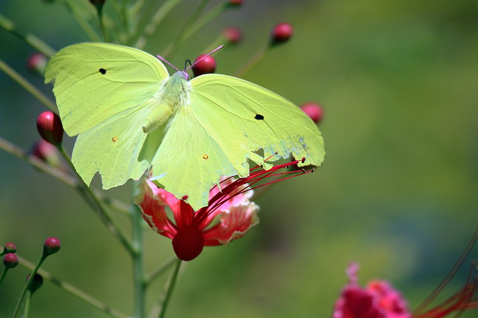 Photo of Yellow angled-sulphur