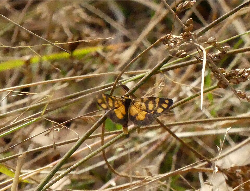 Photo of Yellow-banded dart