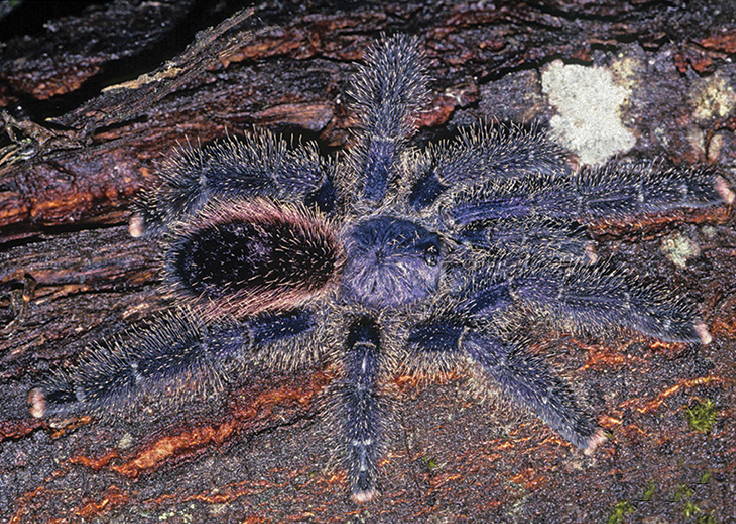 Photo of Yellow-banded pinktoe tarantula