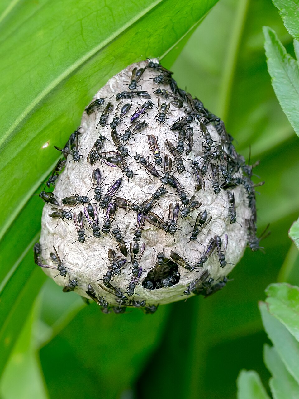 Photo of Yellow-banded polybia wasp
