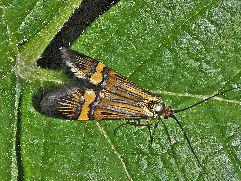 Photo of Yellow-barred longhorn
