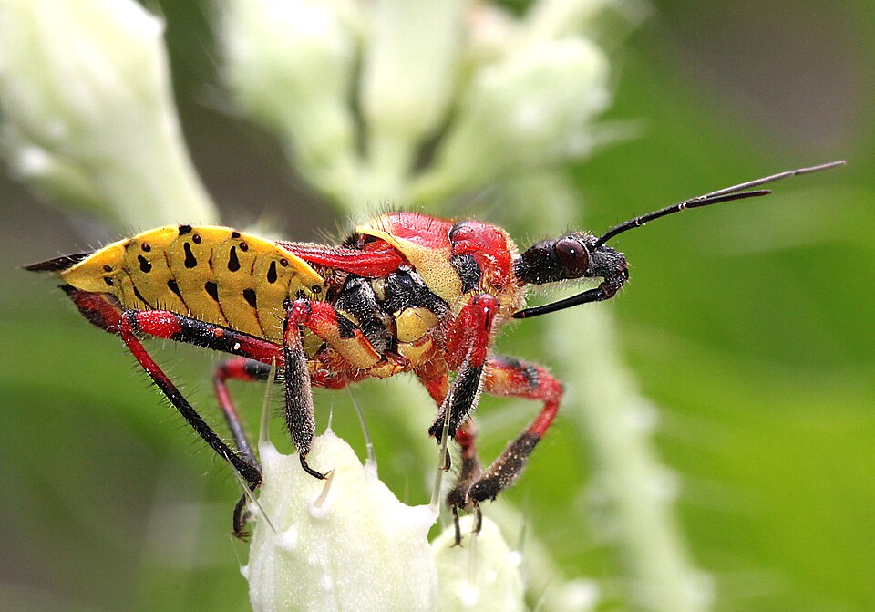 Photo of Yellow-bellied bee assassin