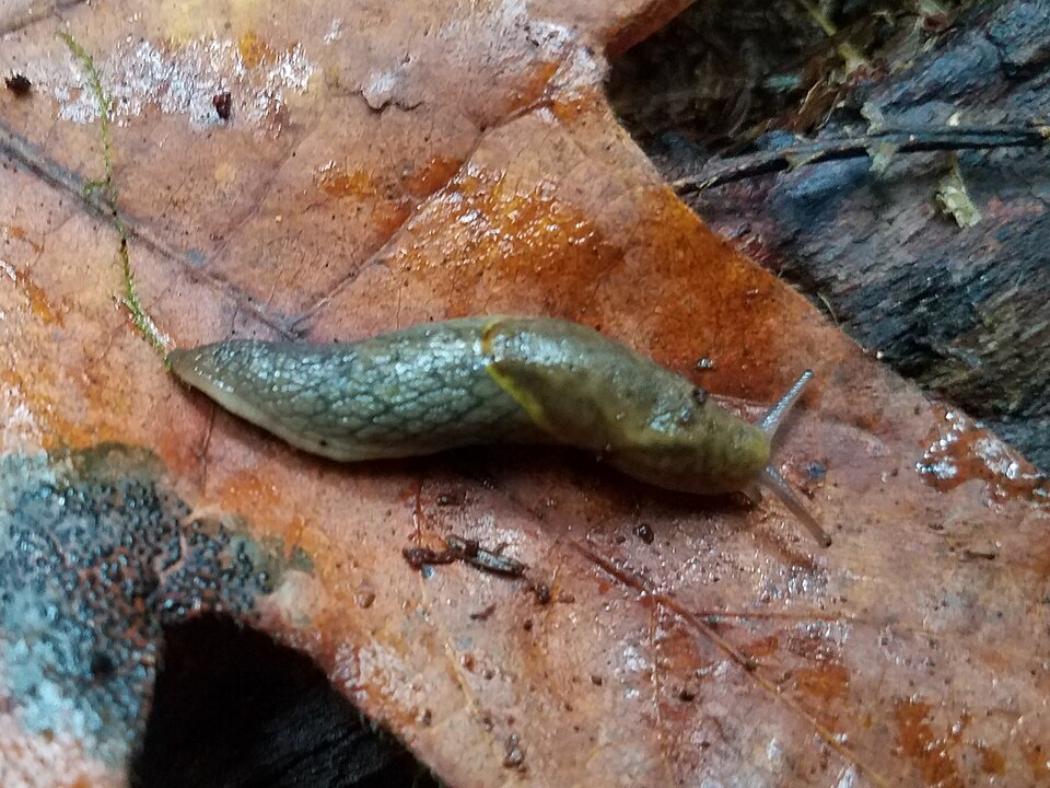 Photo of Yellow-bordered taildropper