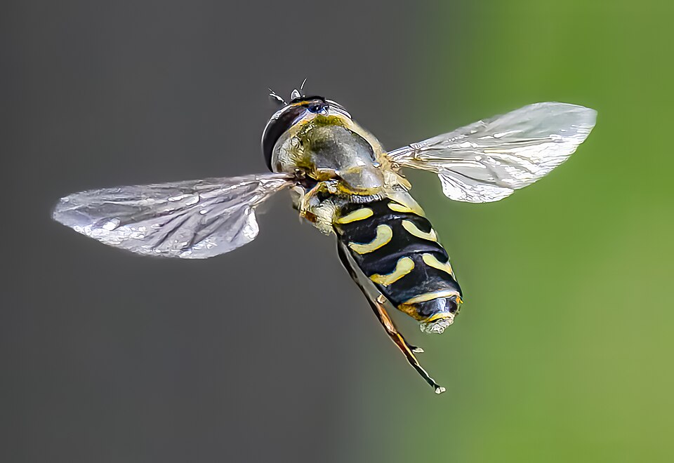 Photo of Yellow-bowed smoothwing