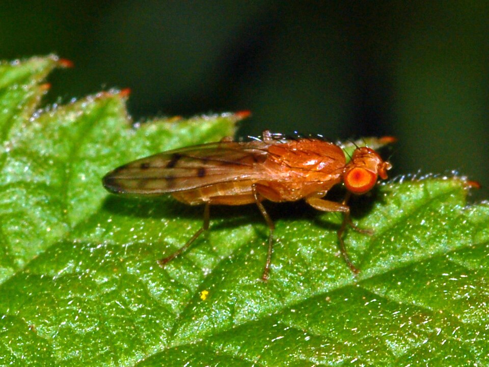 Photo of Yellow cereal fly