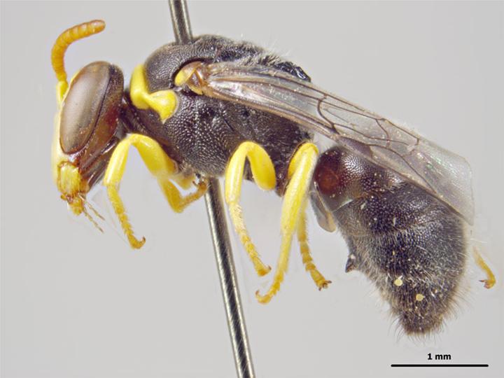 Photo of Yellow-collared masked bee