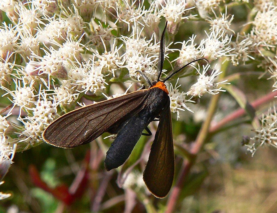 Photo of Yellow-collared scape moth