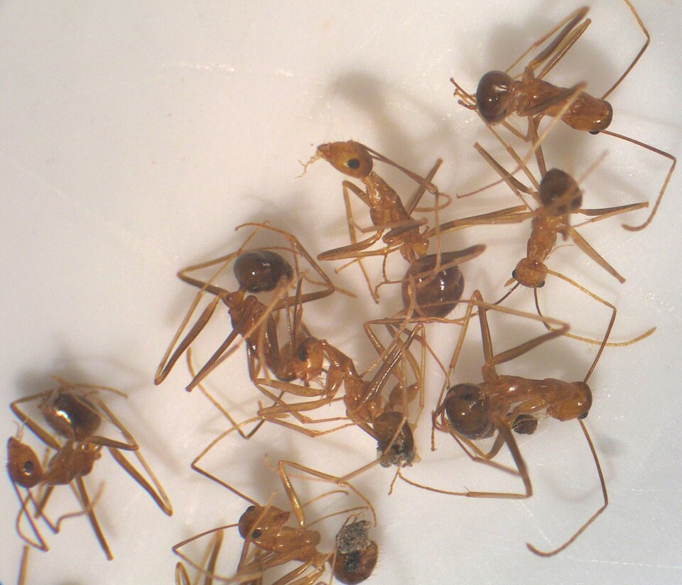 Photo of Yellow crazy ant