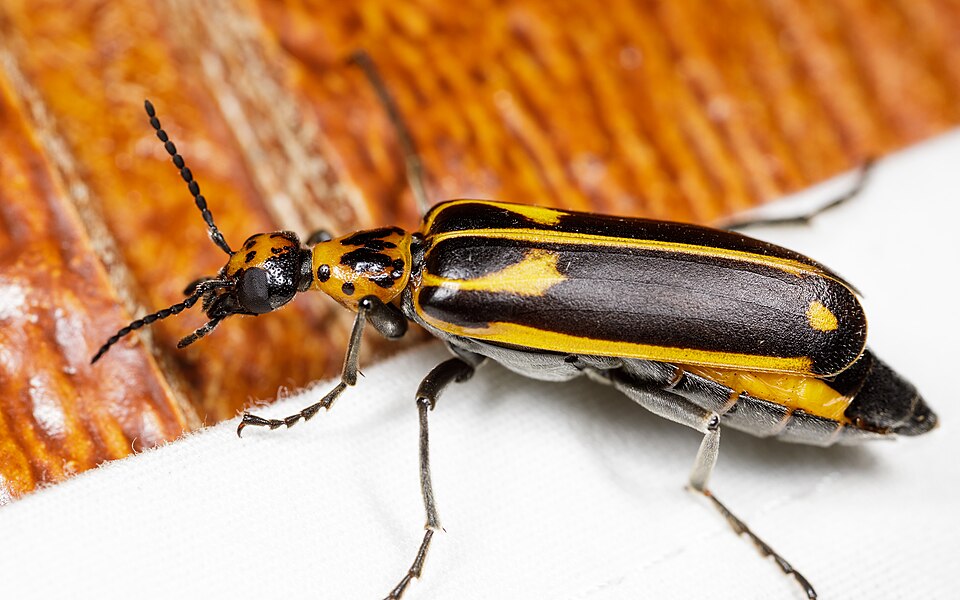 Photo of Yellow-crescent blister beetle