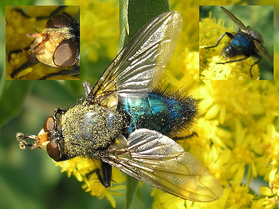 Photo of Yellow-faced blowfly